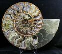 Large Split Ammonite Pair - Crystal Pockets #19215-1